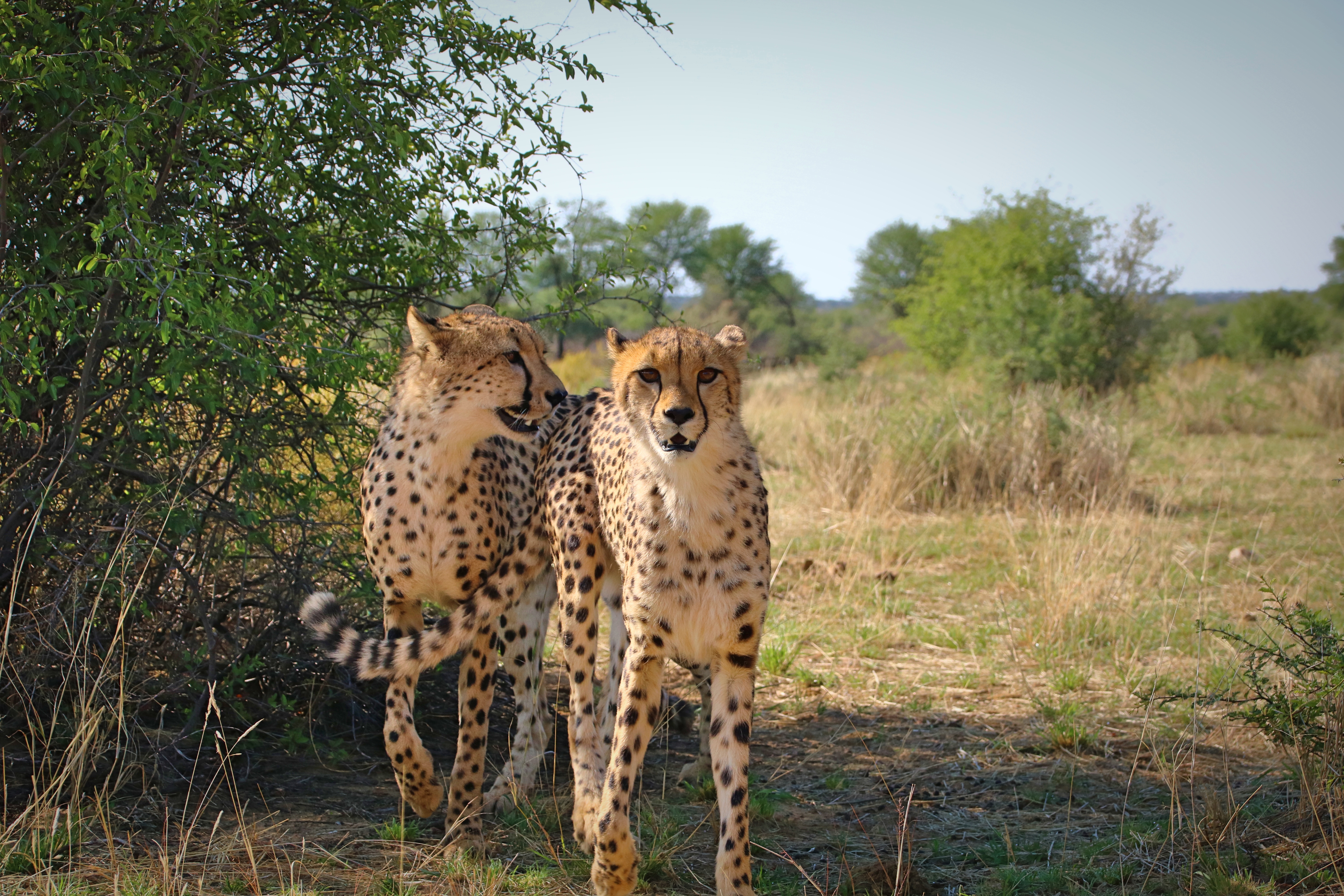 Brother and Sister cheetah look in the camera at the n/a'an ku se sanctuary in Namibia. CC: Jasmine Nears-Biesinger This work by Jasmine Nears is licensed under a Creative Commons Attribution-ShareAlike 4.0 International License