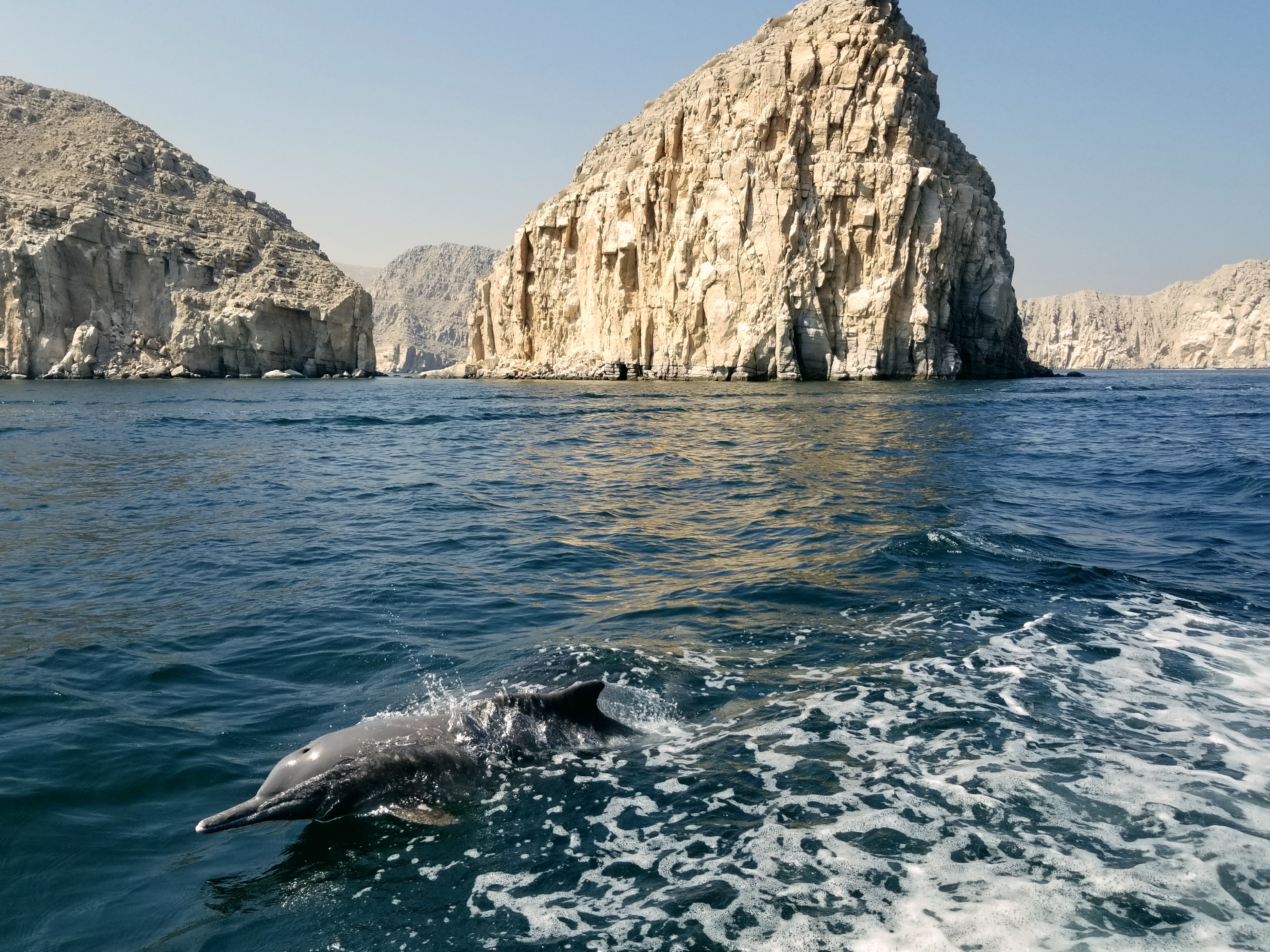 Dolphin swimming in Oman's idyllic Musandam Peninsula during a day trip from Dubai. CC: Jasmine Nears-Biesinger This work by Jasmine Nears is licensed under a Creative Commons Attribution-ShareAlike 4.0 International License