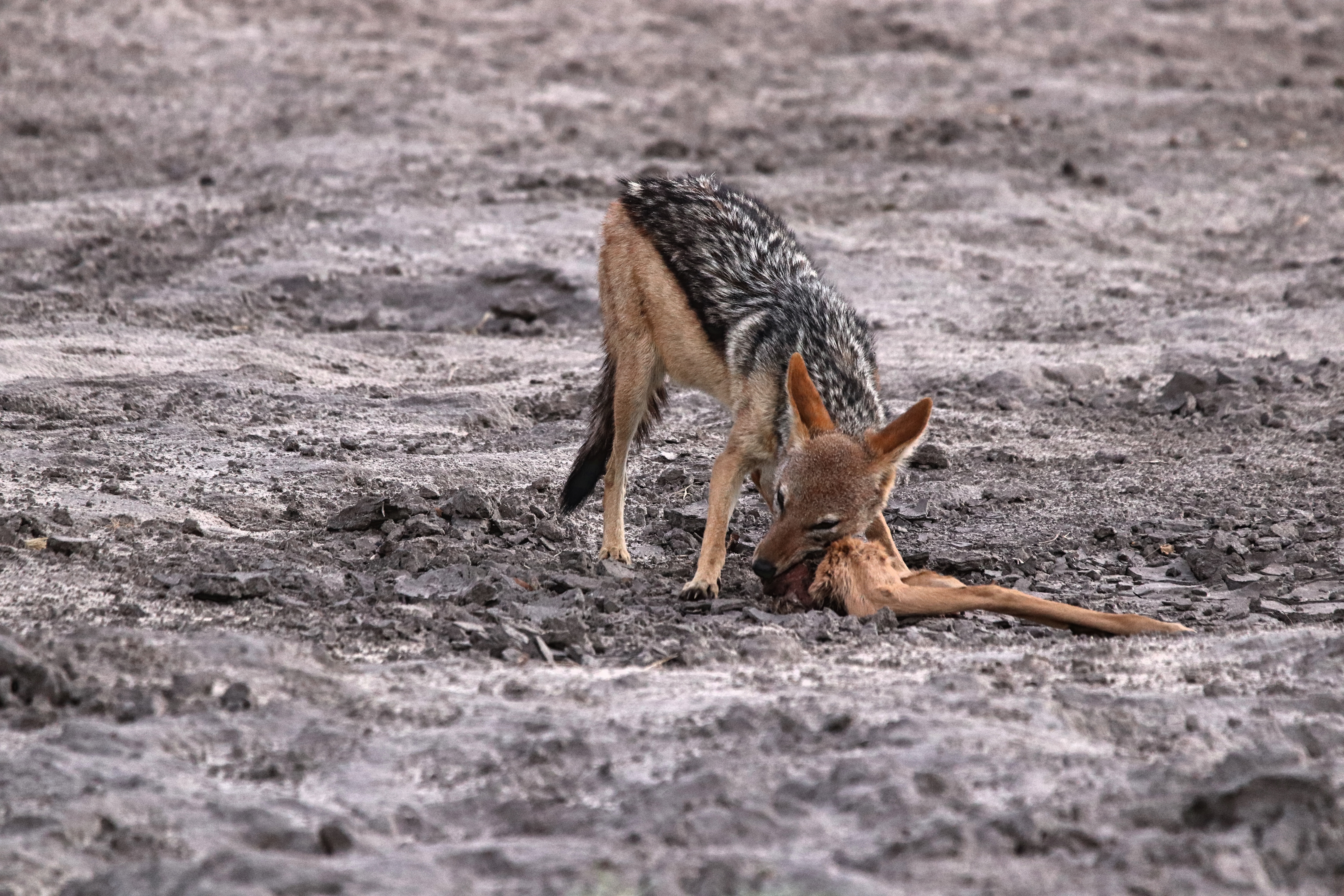 Jackel eating a baby impala in Chobe National Park in Botswana. CC: Jasmine Nears-Biesinger. Photo licensed under creative commons. Cite to use.